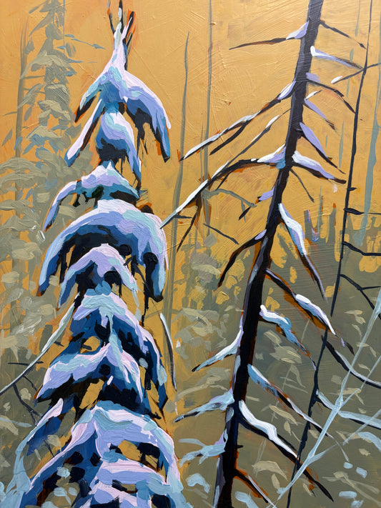 Snow Spruce