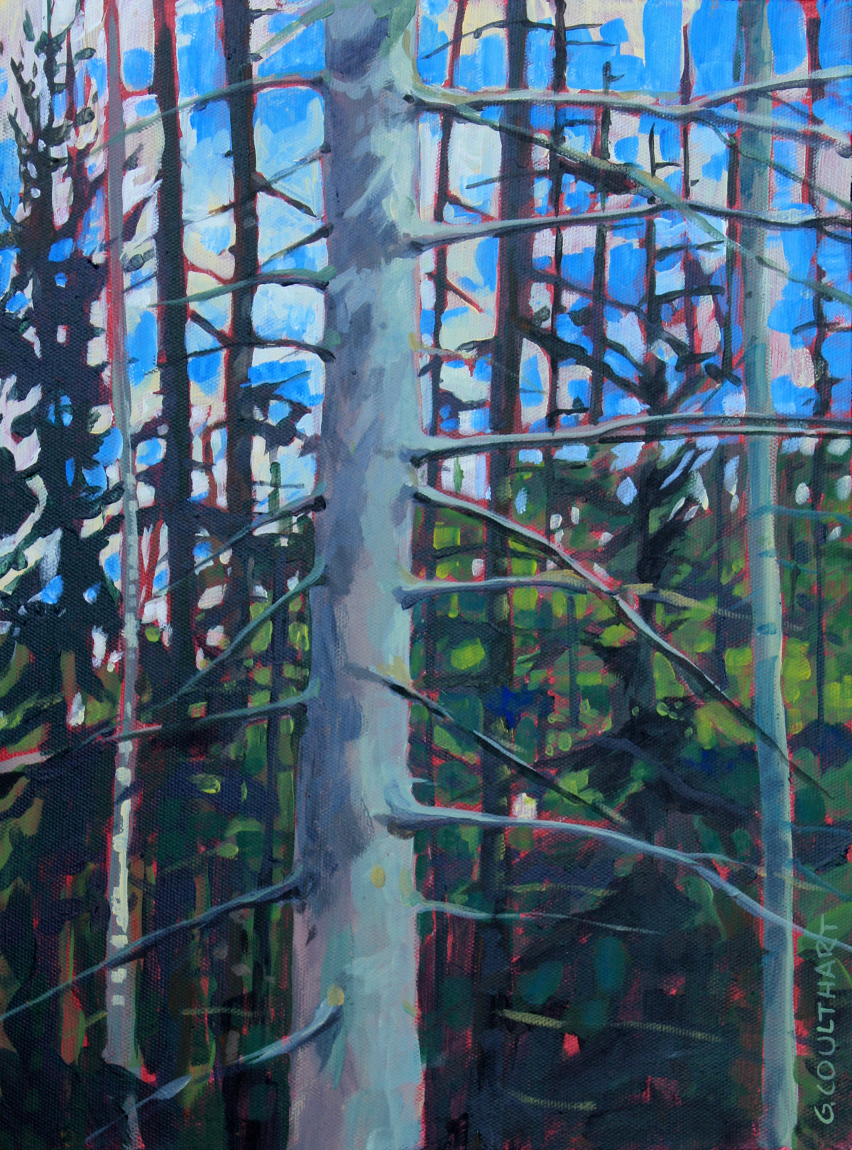 Pine Giants