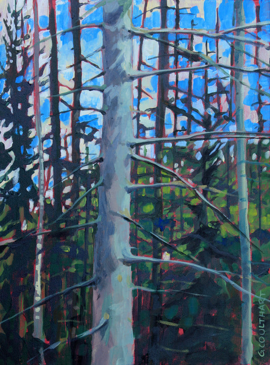 Pine Giants